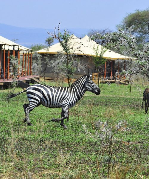 kimgoni-tanzania-safaris (4)